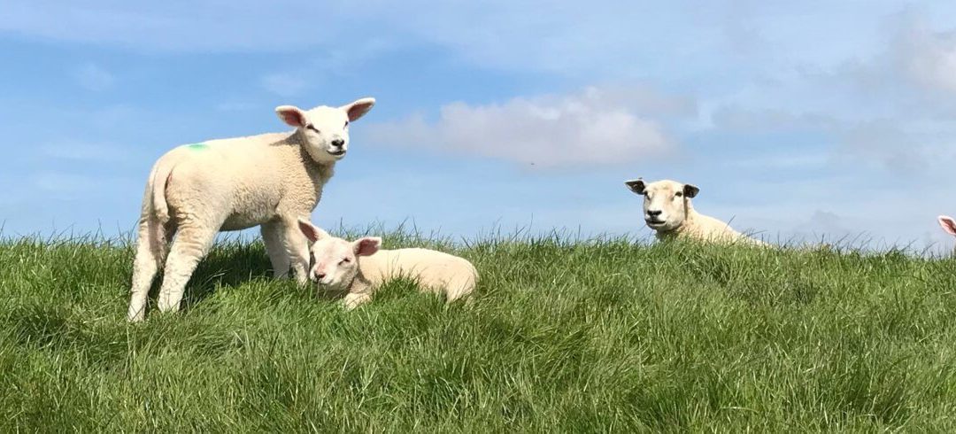 Schapen op een weiland