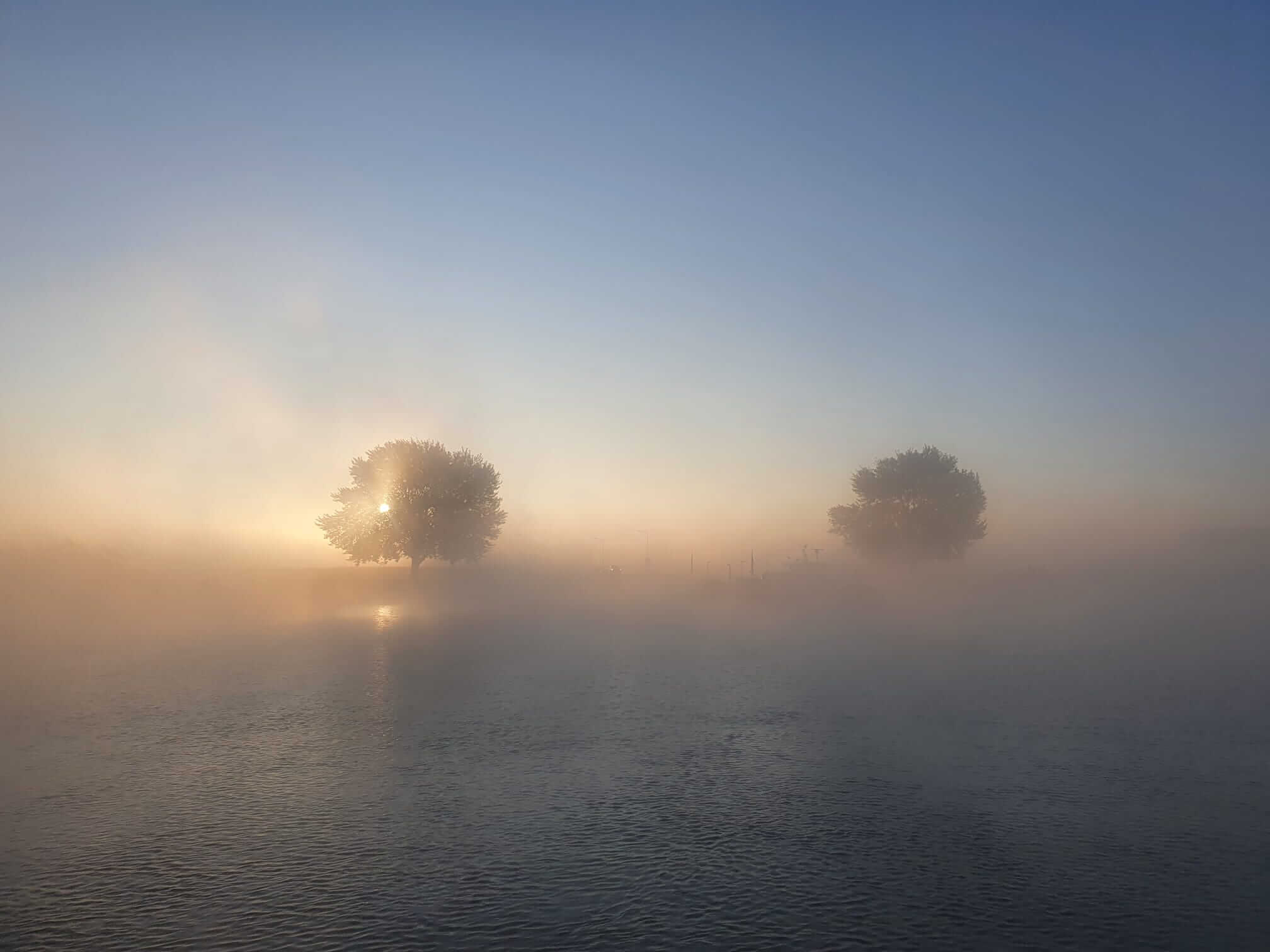 Bomen in de mist